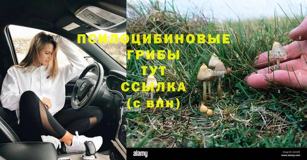 прущие грибы Михайловск